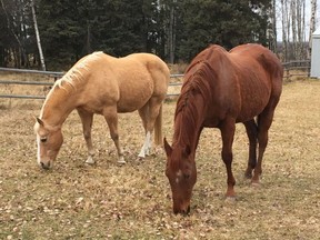Horses are shown at Windhorse Retreat, west of Rimbey in central Alberta in 2018.