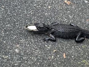 As a photo of its injury circulated, residents speculated about the ghastly incident that had stripped half its snout and fretted over the gator's health.