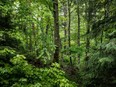 Two hunters spotted the truck while they were walking in the woods Saturday afternoon.