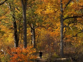A woman runs the trails through High Park amongst the fall colours on a cool fall day in Toronto on Friday, Oct. 28, 2022.