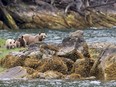 A grizzly bear and its two cubs are seen in the Khutzeymateen Inlet near Prince Rupert, B.C., in 2018. Conservationists says a new grizzly management framework does not do enough to help the animals' long-term survival.