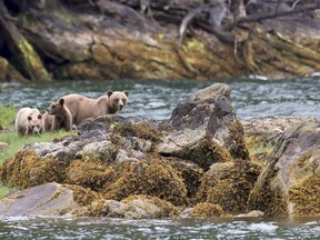 A grizzly bear and its two cubs are seen in the Khutzeymateen Inlet near Prince Rupert, B.C., in 2018. Conservationists says a new grizzly management framework does not do enough to help the animals' long-term survival.