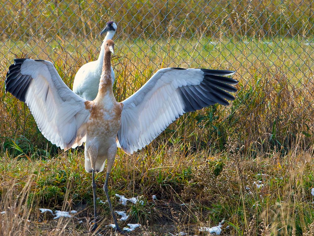 Calgary-raised whooping cranes travel south to grow endangered species