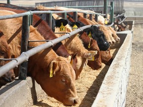 Alberta cattle
