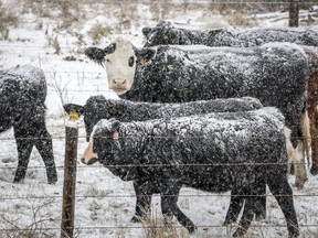 Snow-covered cattle stand in a pasture near Didsbury, Alta., Monday, Oct. 23, 2023. It could be a long, lean winter in cattle country, as drought-ravaged western Canadian ranchers struggle to secure enough feed to get their livestock through the cold months.