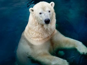 Polar bears at Calgary Zoo