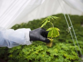 A review of the federal legislation that paved the way for the legal recreational use and sale of cannabis says companies in the legal market report struggling to realize profits and maintain financial viability. A young cannabis plant is shown in Fenwick, Ont., Tuesday, June 26, 2018.