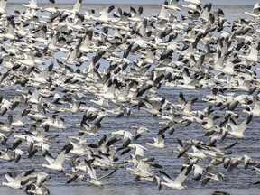 Snow geese take off from Clear Lake, east of Stavely, Ab., on Tuesday, October 31, 2023.