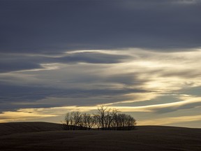Afternoon chinook clouds over a copse of aspens east of Hussar, Ab., on Tuesday, November 21, 2023.