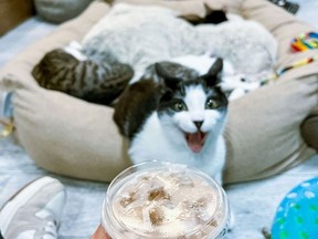 Potatoe (since adopted) reacts to a latte at the CatCafe in Los Angeles. Cats have hundreds of unique facial expressions.