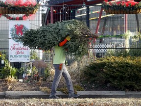 A Christmas tree is brought out for a customer as Calgary potentially faces a brown Christmas in 2023