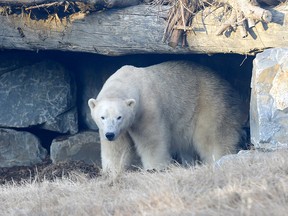 A polar bear at the Calgary Zoo's new Canada Wild Zone