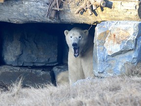 A polar bear at the Calgary Zoo's new Canada Wild Zone