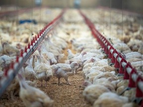 A file photo of a chicken farm in Abbotsford. Recent cases of a deadly avian flu strain have been centred in the Fraser Valley.