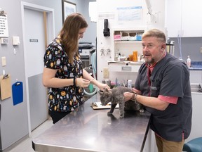 Veterinarian Neil Pothier of the Bayview Animal Hospital treats a cat in Digby, N.S., on Thursday, Nov. 2, 2023. Veterinarians in Canada say they are experiencing extreme burnout and plummeting mental health due to staff shortages, a booming number of animal patients and the round-the-clock stress of the job.