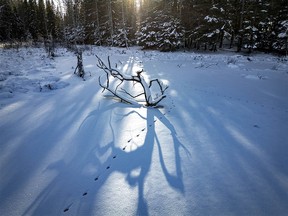 Sun shining through trees casts a shadow from roots in a pond southwest of Bergen, Ab., on Tuesday, December 12, 2023.