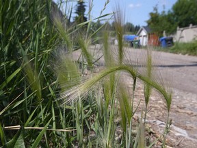 Foxtail barley in Calgary