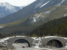 A wildlife corridor overpass on the Trans-Canada Highway