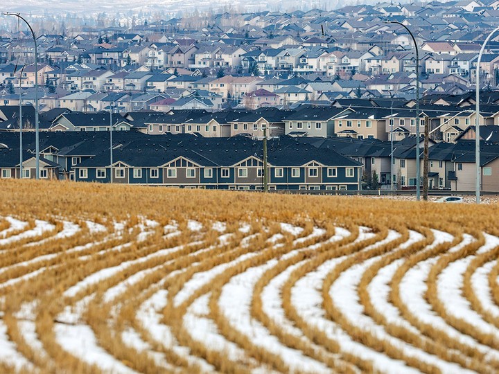  A grain field frames neighbourhoods on the northern edge of Calgary on Dec. 19, 2023.