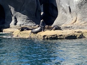 sea lions