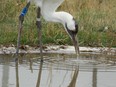 Whooping crane