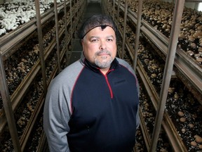 Mushroom farmer Mike Medeiros's family-run business in Osgoode, Carleton Mushroom, employs 160 people and takes up about 250,000 square feet.