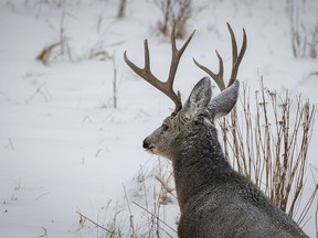 A mule deer buck trudges through the snow west of Madden, Ab., on Wednesday, January 17, 2024.