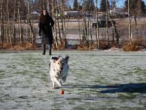 dog-parks-are-part-of-new-community-planning