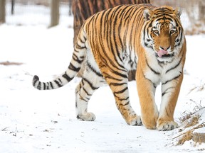 Siberian tiger at Calgary Zoo