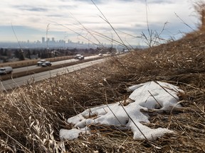 Dry brush with scant snow cover is seen on Nose Hill in Calgary on Wednesday, January 31, 2024.
