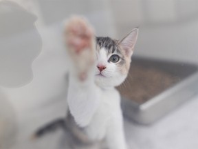 Animals for adoption at the Calgary Humane Society