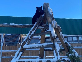 A baby American black bear at the Alberta Institute for Wildlife Conservation in Madden.