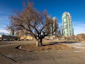 Century-old elm tree at the site of the new Calgary event centre