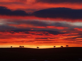 A ridiculously colourful sunrise north of Calgary, Ab., on Wednesday, January 31, 2024.