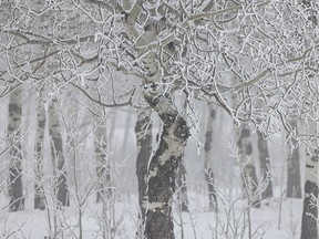 Aspens in frost and fog near Hartell, Ab., on Tuesday, February 6, 2024.