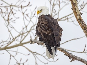 A bald eagle checks out the scene from its perch in a farmyard tree west of Cayley, Ab., on Tuesday, February 13, 2024.