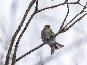 A tiny redpoll in the Wintering Hills north of Hussar, Ab., on Tuesday, February 27, 2024.