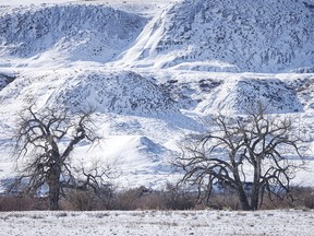 Cottonwoods and fresh snow along the Red Deer River near Dorothy, Ab., on Tuesday, February 27, 2024.