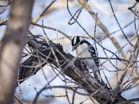 A downy woodpecker hides a seed on a branch at East Coulee, Ab., on Tuesday, February 27, 2024.