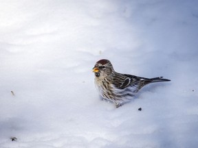 A redpoll in the new snow at East Coulee, Ab., on Tuesday, February 27, 2024.