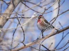 Bright colours on a redpoll at East Coulee, Ab., on Tuesday, February 27, 2024.