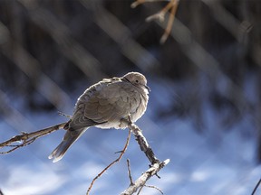 A Eurasian collared dove huddles against the cold in Rosedale, Ab., on Tuesday, February 27, 2024.