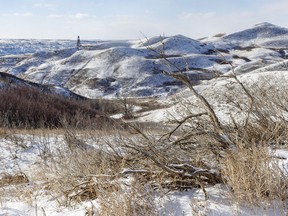 Sagebrush and fresh snow north of Rosedale, Ab., on Tuesday, February 27, 2024.
