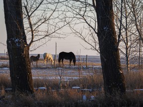 Last light on horses — and a donkey — south of Standard, Ab., on Tuesday, February 27, 2024.