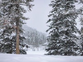 Snow in Alberta foothills