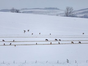 Snow in Alberta foothills