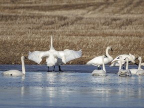 Trumpeter swans recently arrived from the south relax on a meltwater pond near Mazeppa, Ab., on Tuesday, March 19, 2024.