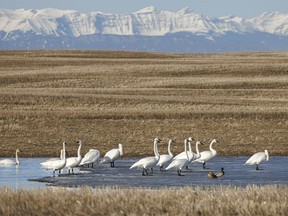 Trumpeter swans and mallards on a meltwater pond near Mazeppa, Ab., on Monday, March 18, 2024.