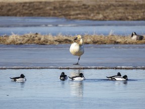 Goldeneye drakes and a tundra swan on a meltwater pond near Mazeppa, Ab., on Monday, March 18, 2024.