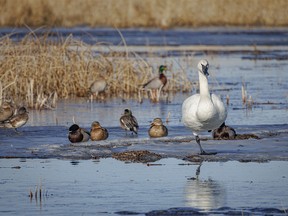 A trumpeter swan tries to relax around noisy mallards and wigeons near Mazeppa, Ab., on Monday, March 18, 2024.